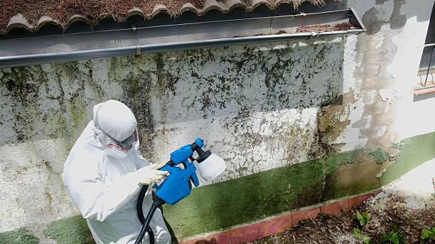 Top rated local Bathroom Mold Removal specialists in Leesburg, FL